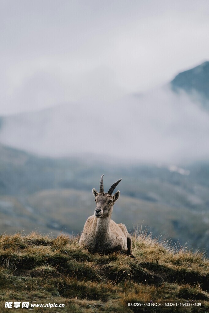 高山上休憩的优雅羚羊