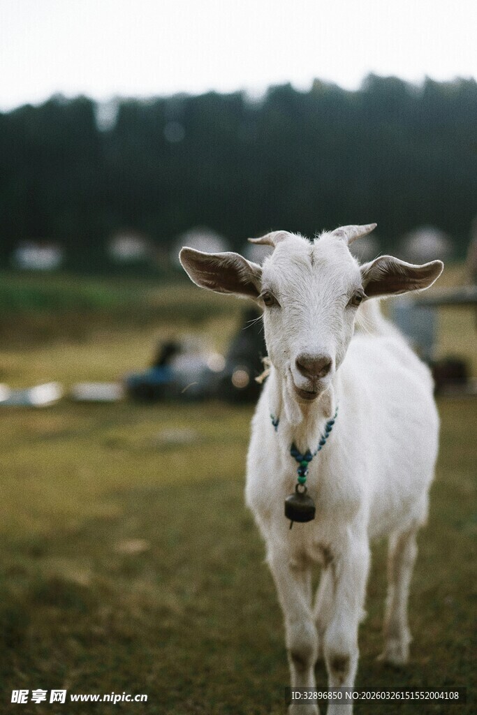 田野中的白色山羊