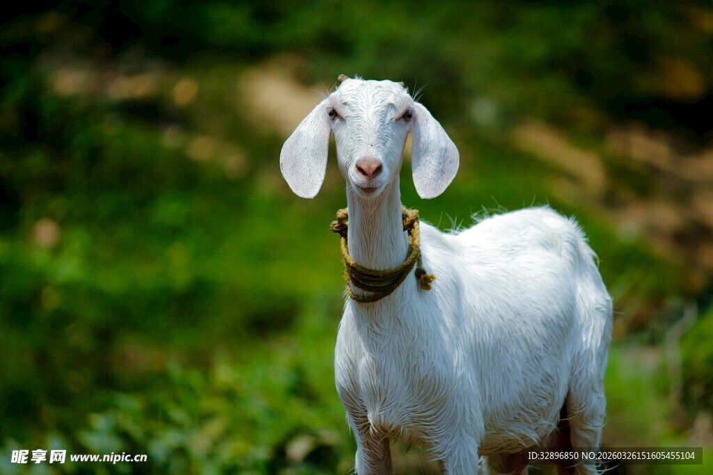 田野中的白色山羊