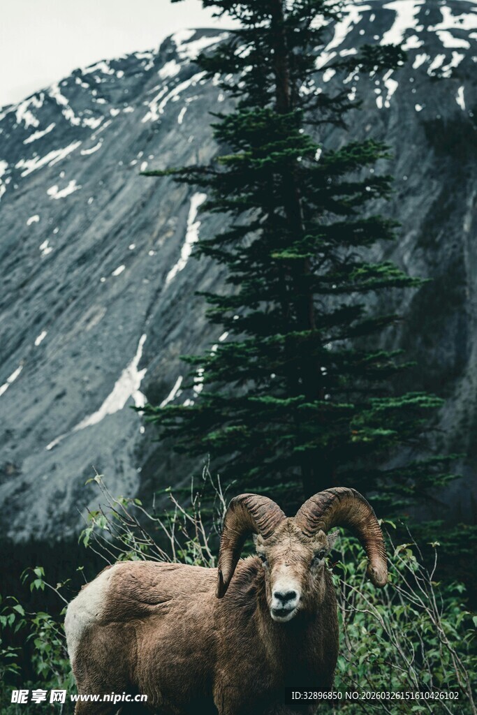 山间野羊自然中的生灵