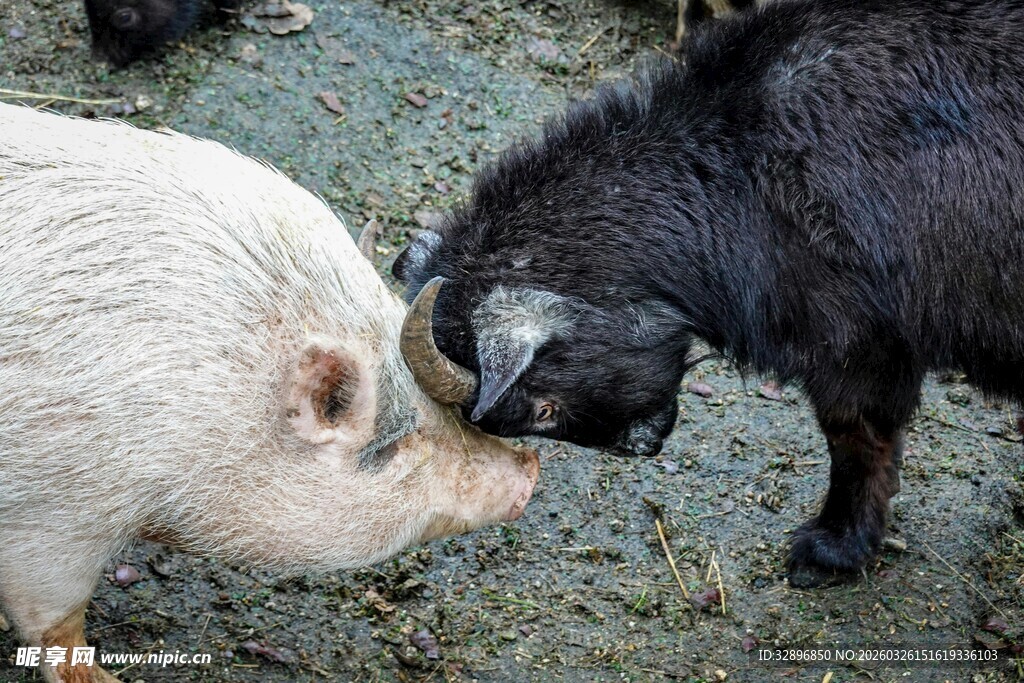 猪羊对峙