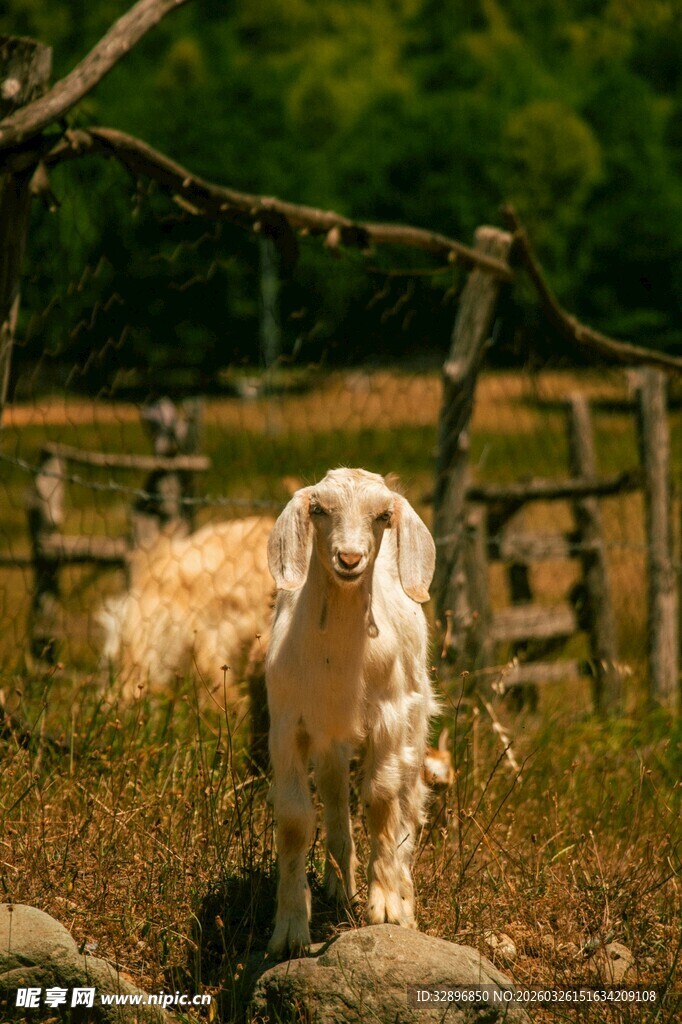 田园中站立的可爱小羊羔