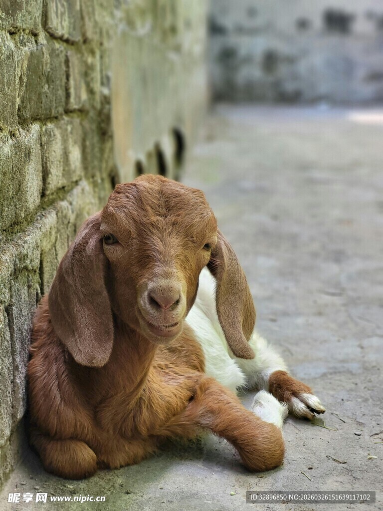 墙边休憩的可爱小羊羔