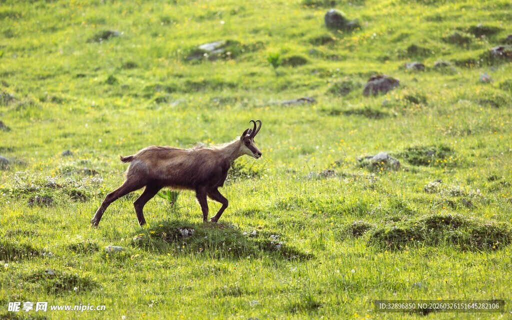 草原上奔跑的野生动物