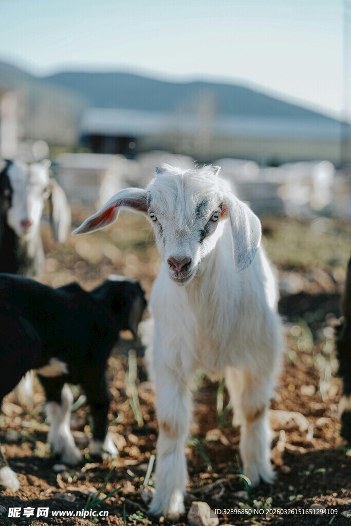 田野中的可爱小羊