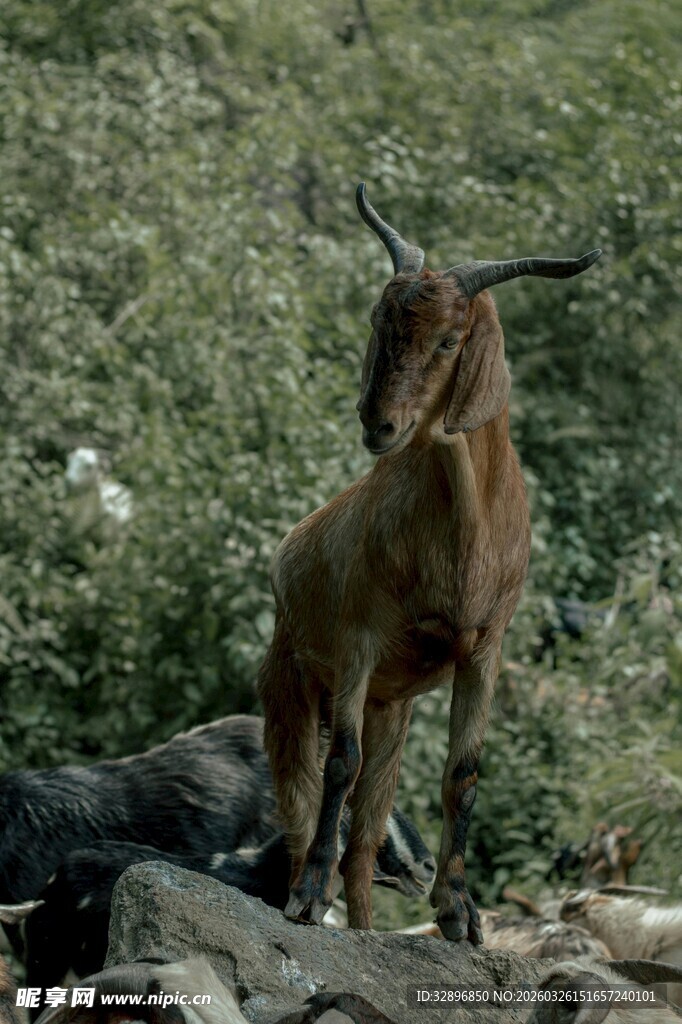 岩石上的长角野山羊
