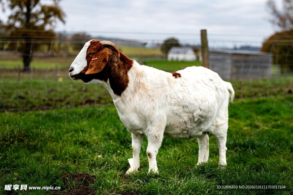 草地上的白头山羊