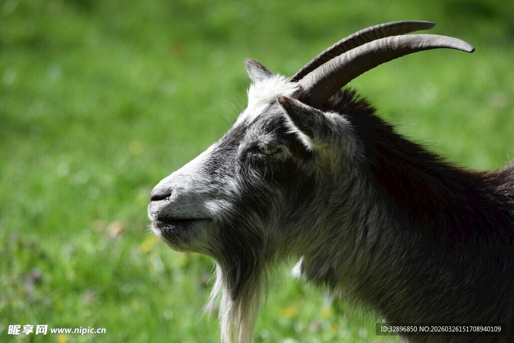 草地上的长角山羊