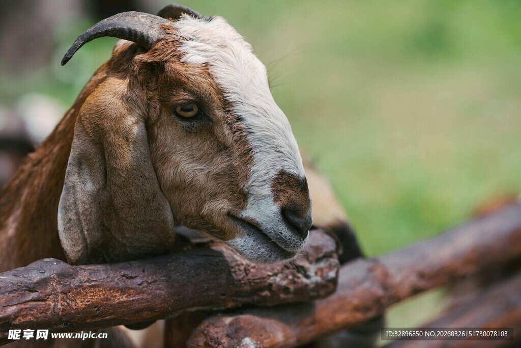 山羊倚栏侧头特写