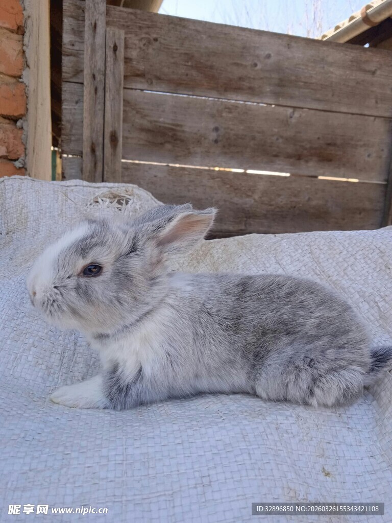 可爱灰兔趴卧在柔软布上