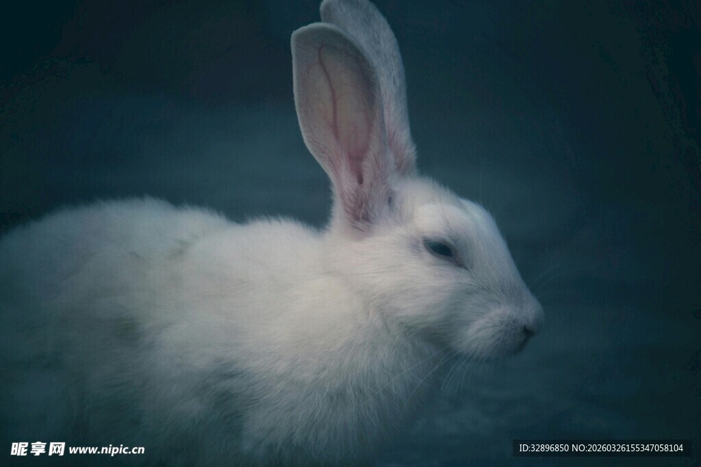 白兔特写双耳灵动