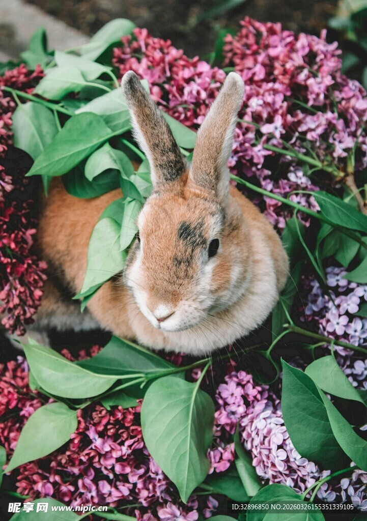 花丛中的可爱兔子