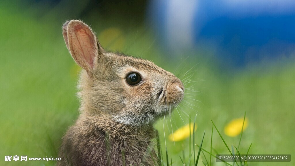 田野中的可爱小兔子