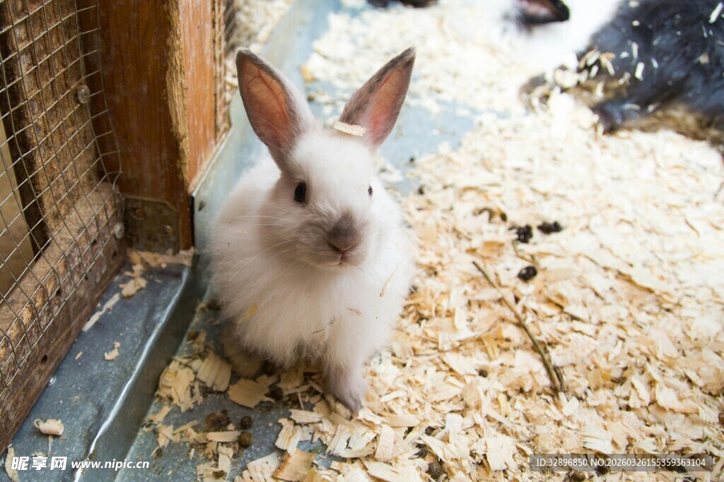 可爱白兔坐于木屑中
