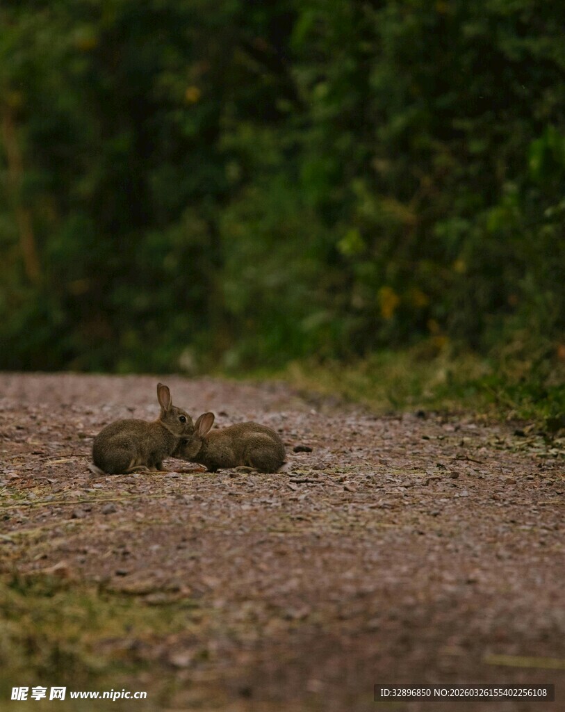 林间小道上休憩的两只野兔
