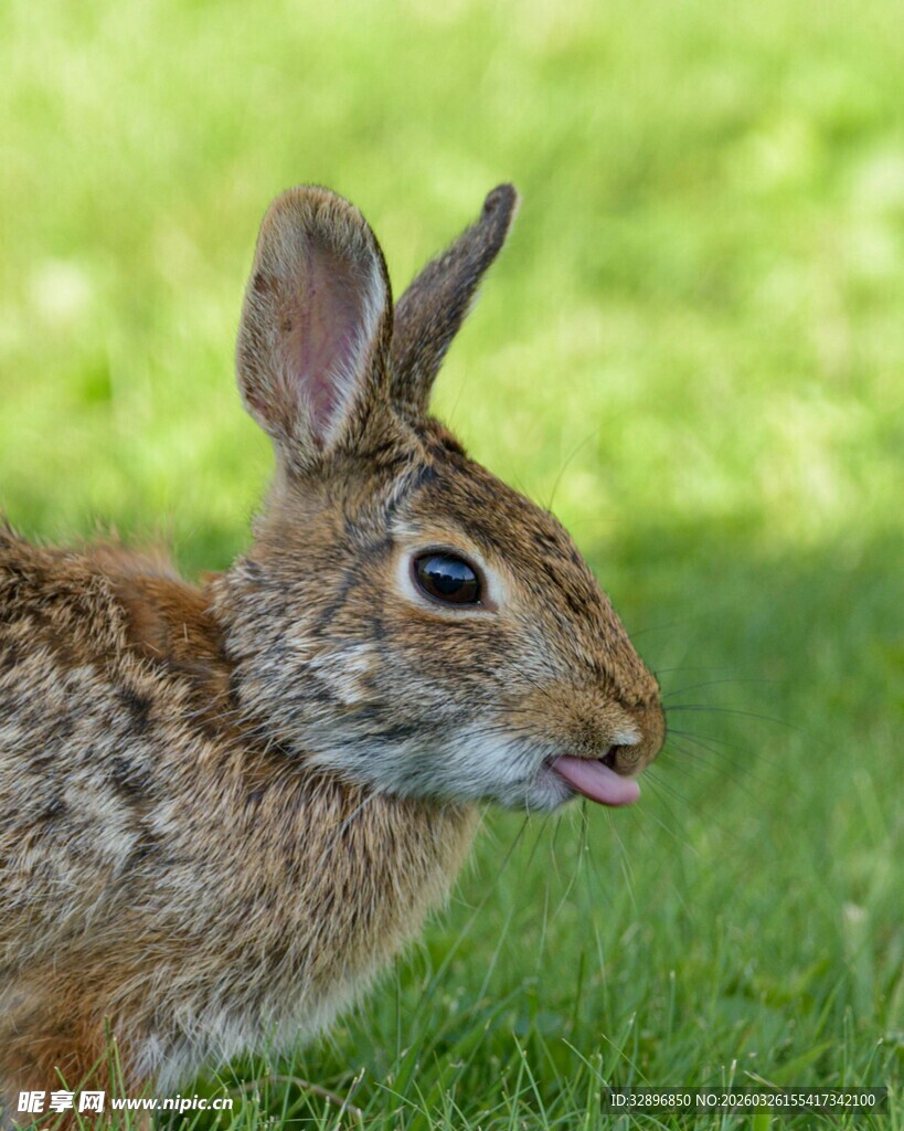 草地上的可爱野兔