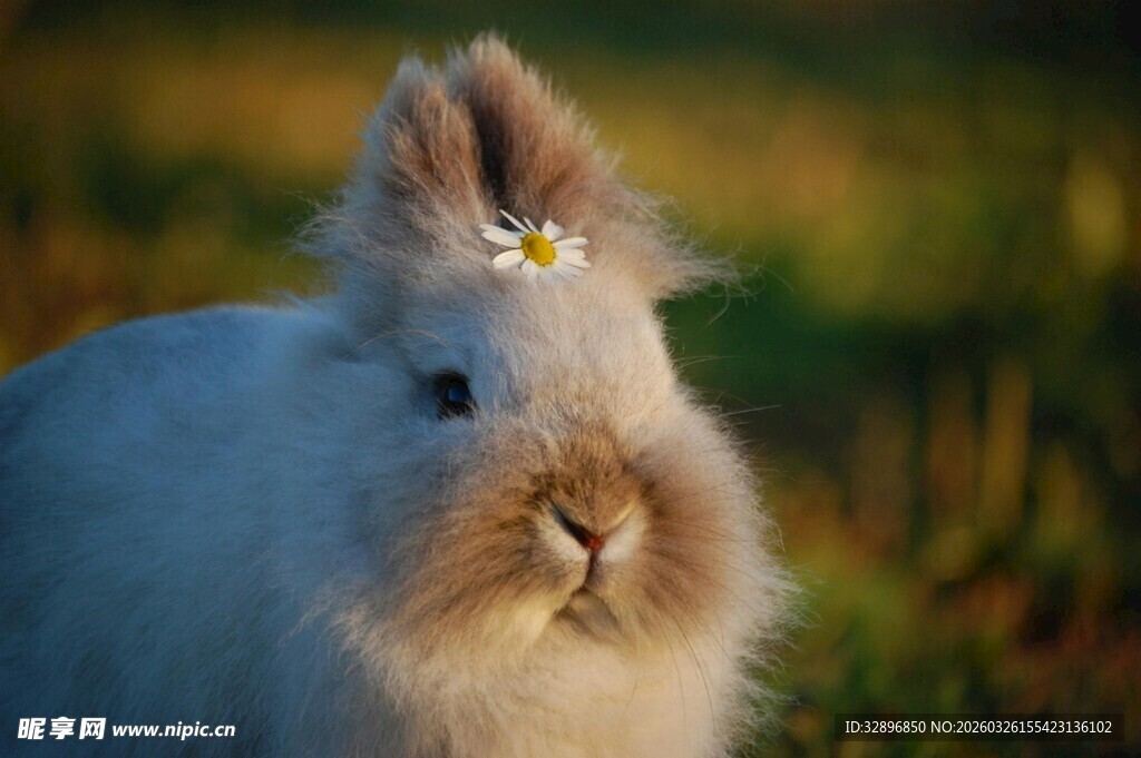 可爱白兔头戴小花