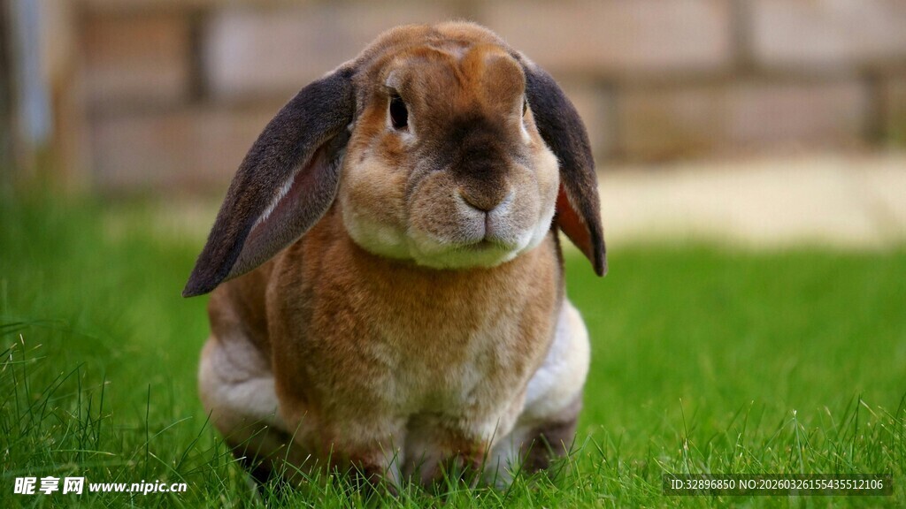 草地上的可爱垂耳兔