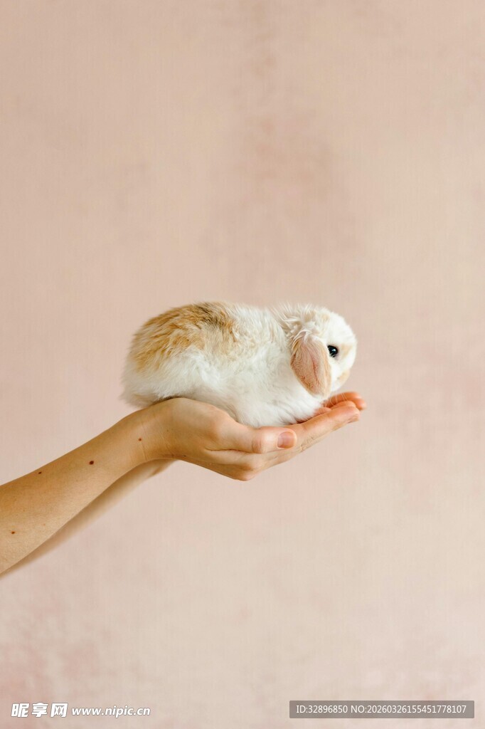 手托可爱小仓鼠