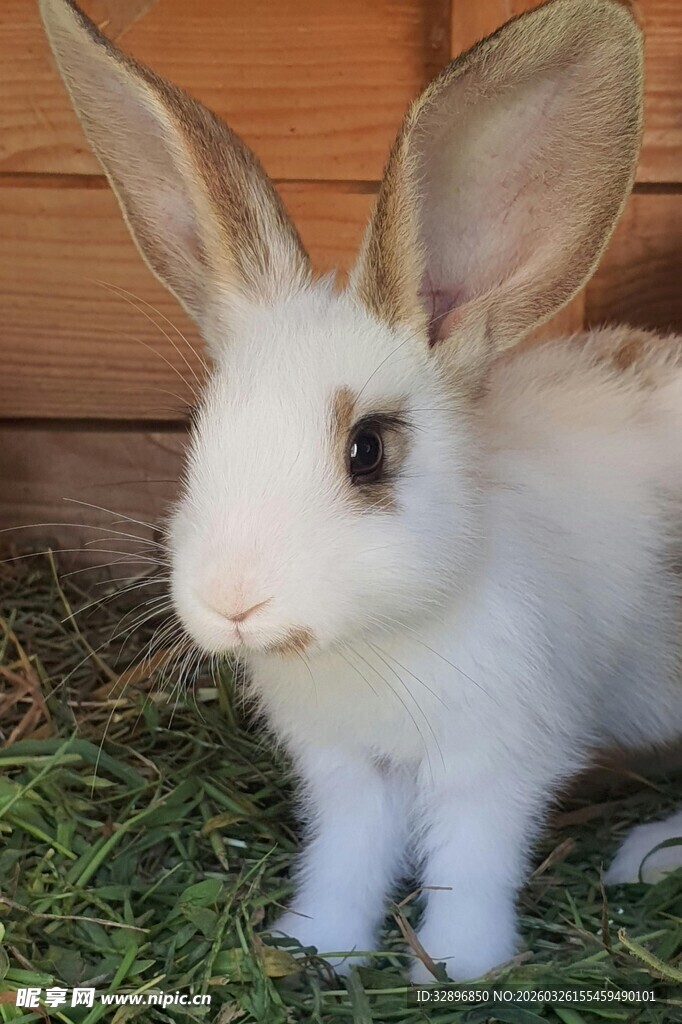 可爱白兔于绿草地上