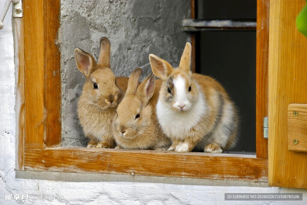 窗边三只可爱小兔子