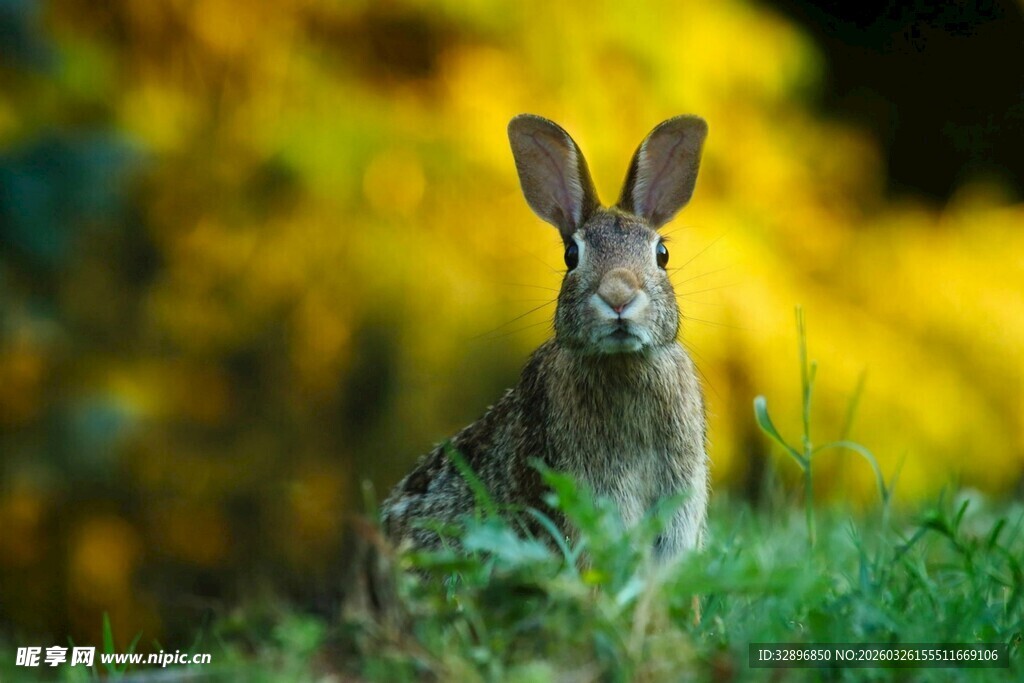 野外警觉的灰兔