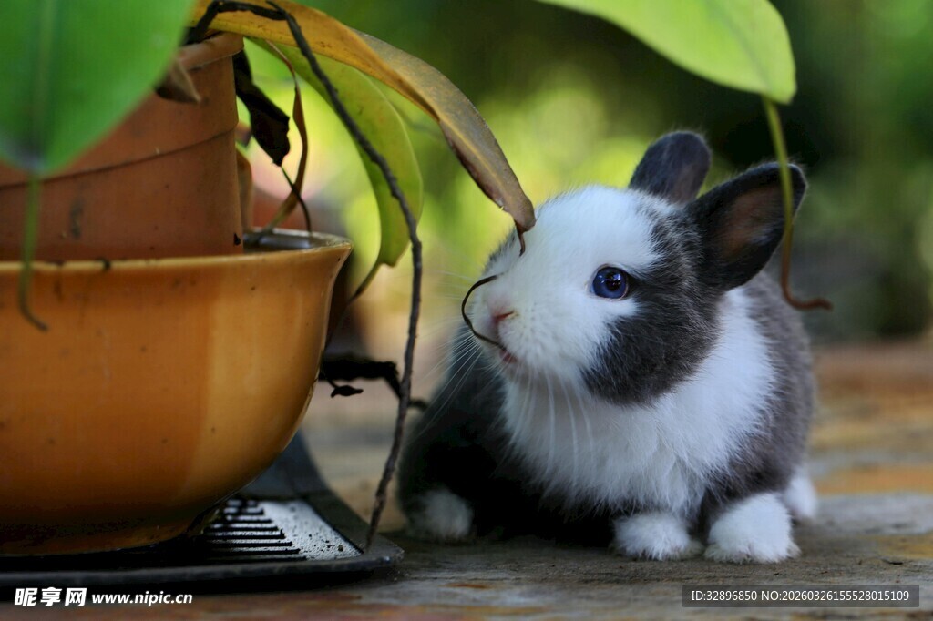 萌兔依偎绿植旁