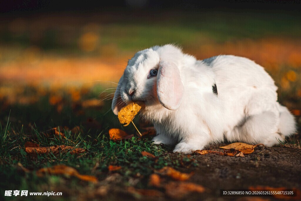 白兔叼叶于秋日草地