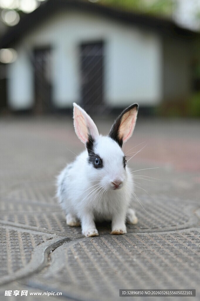 可爱白兔蹲坐户外