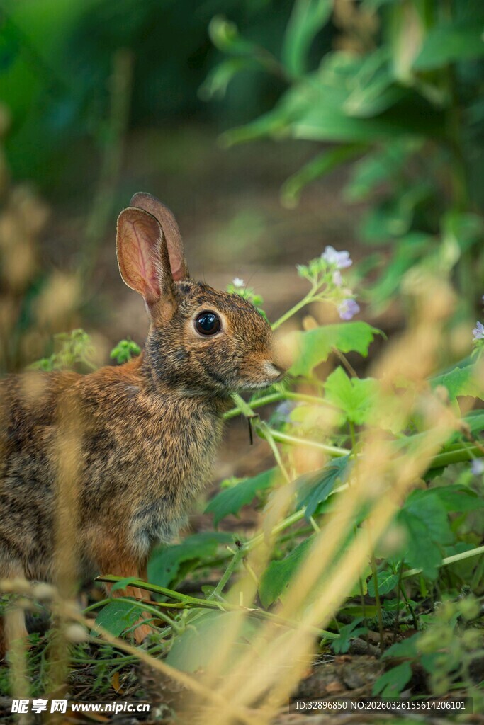 草丛中的可爱小兔子