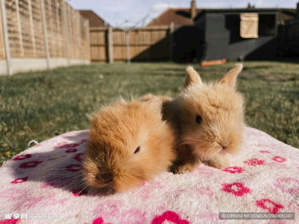 两只萌兔依偎在花布上