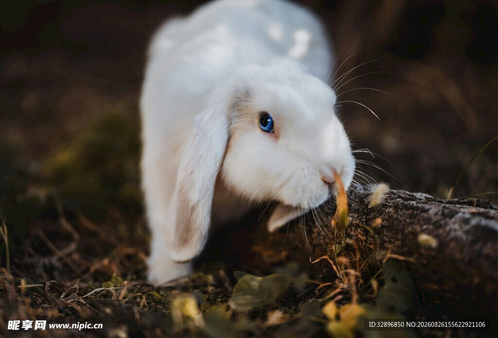 白兔啃食树枝的自然瞬间