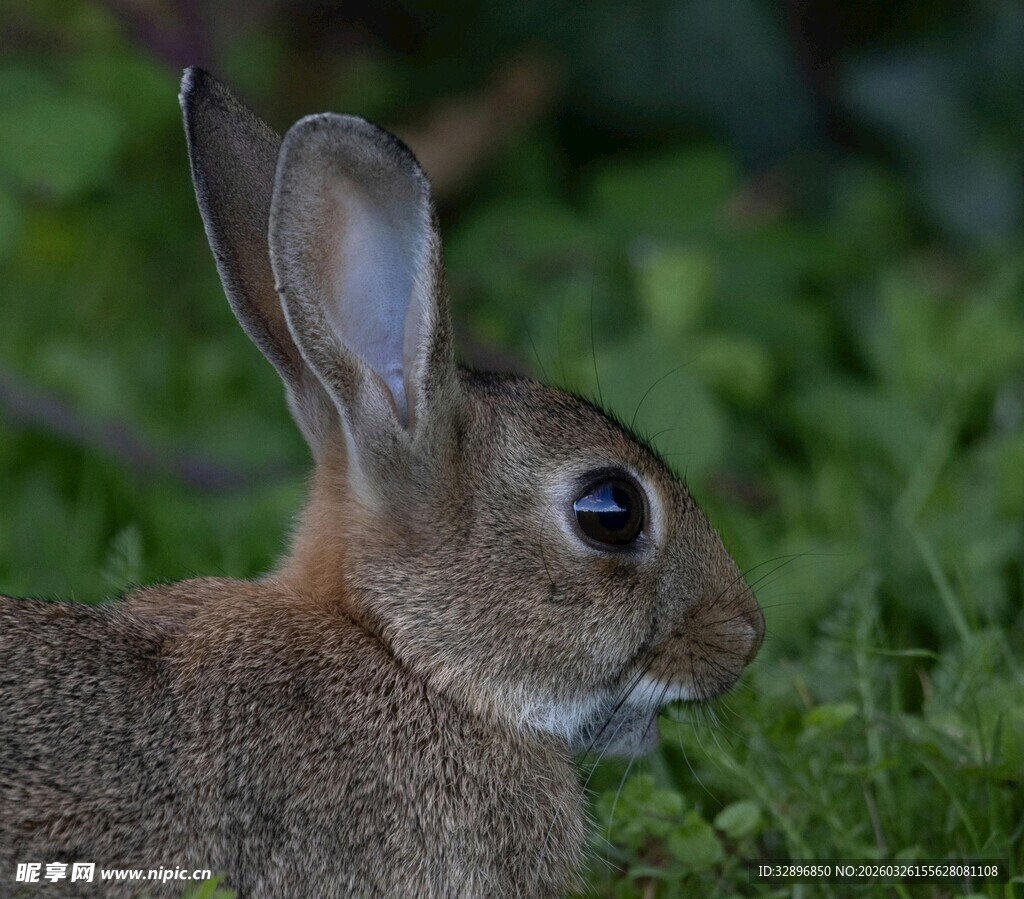 草丛中的可爱小兔子