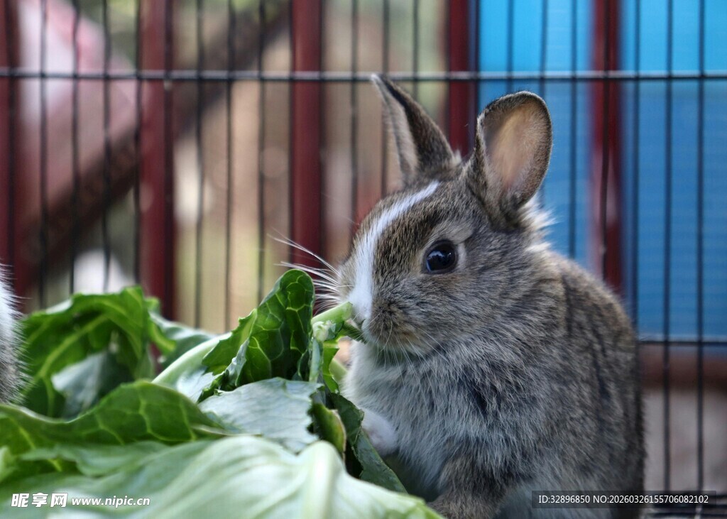 笼中灰兔啃食新鲜菜叶