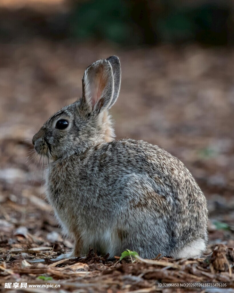 灰兔静立在落叶覆盖的地面