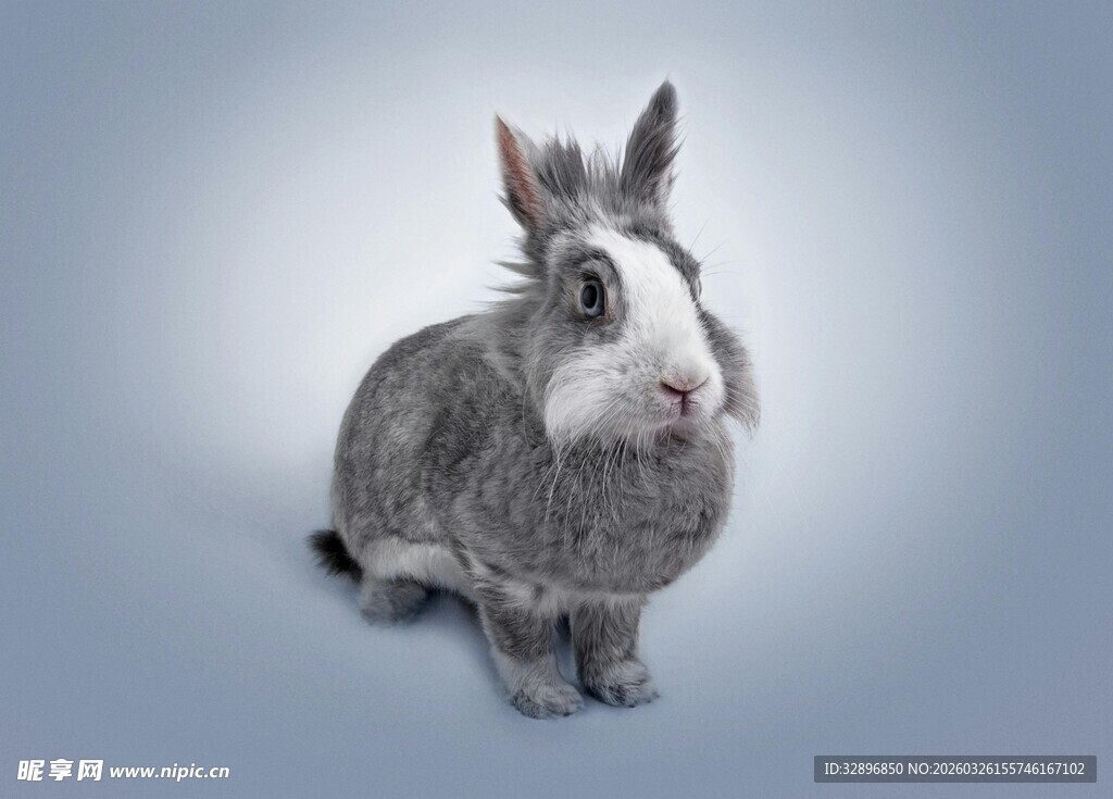 灰白萌兔