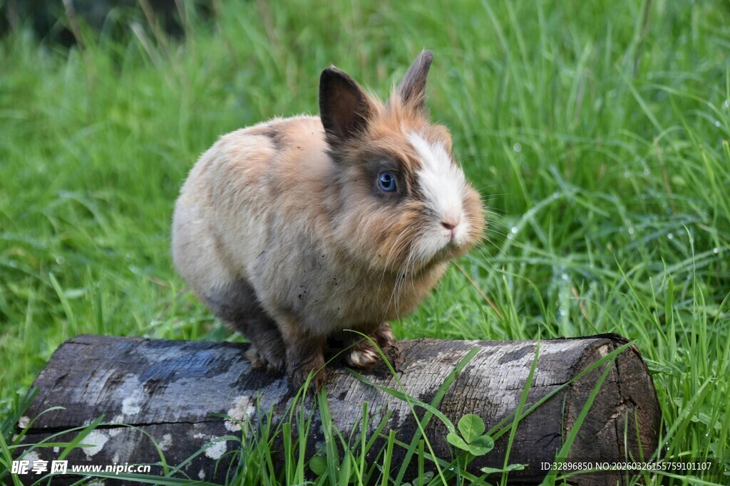 木头上的可爱棕色小兔子