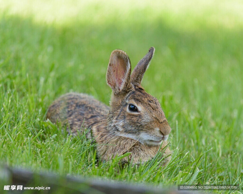 草地上休憩的可爱野兔