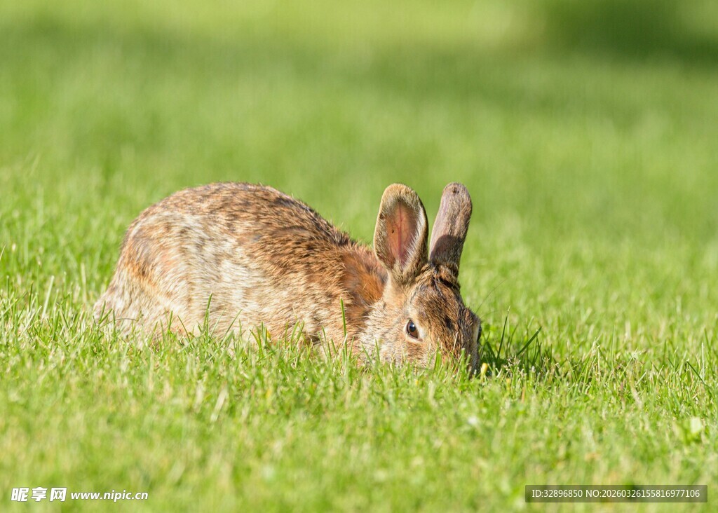 草地上的棕色野兔