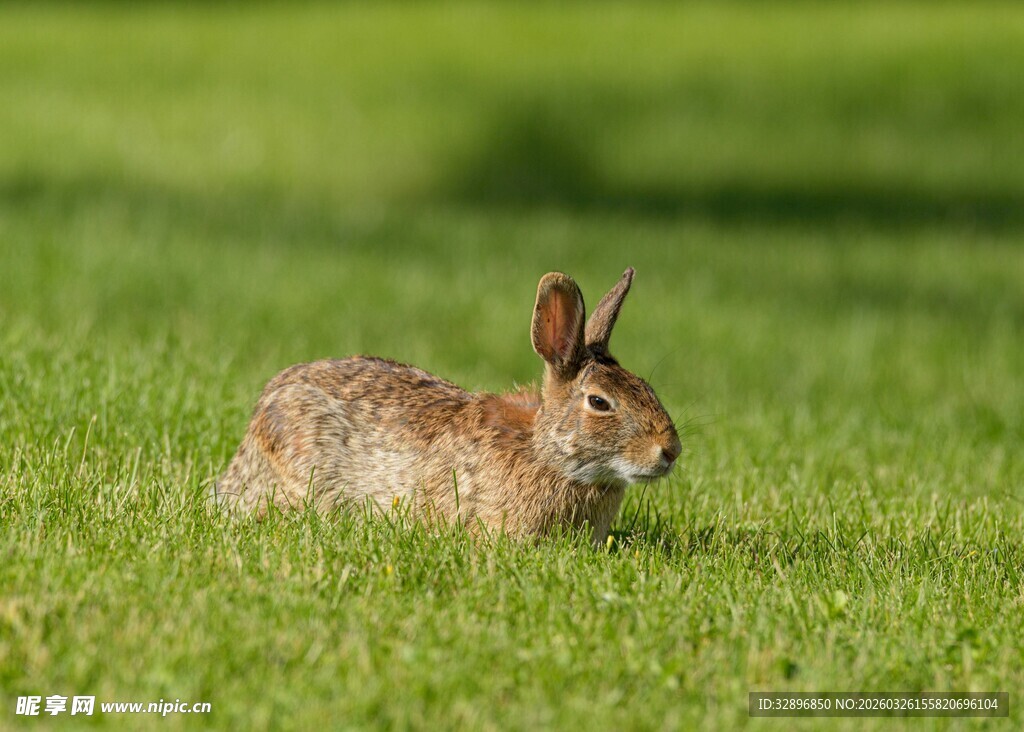 草地上的野兔