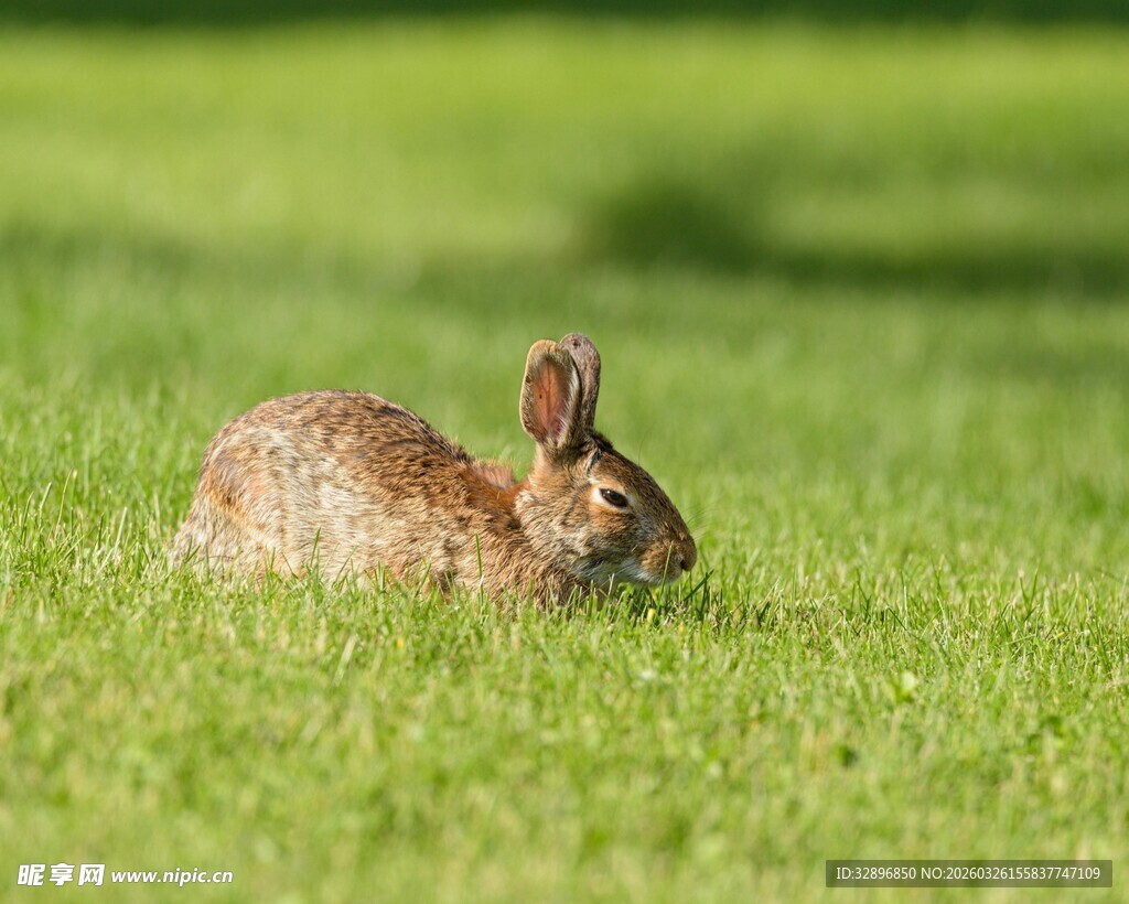 草地上休憩的棕色野兔