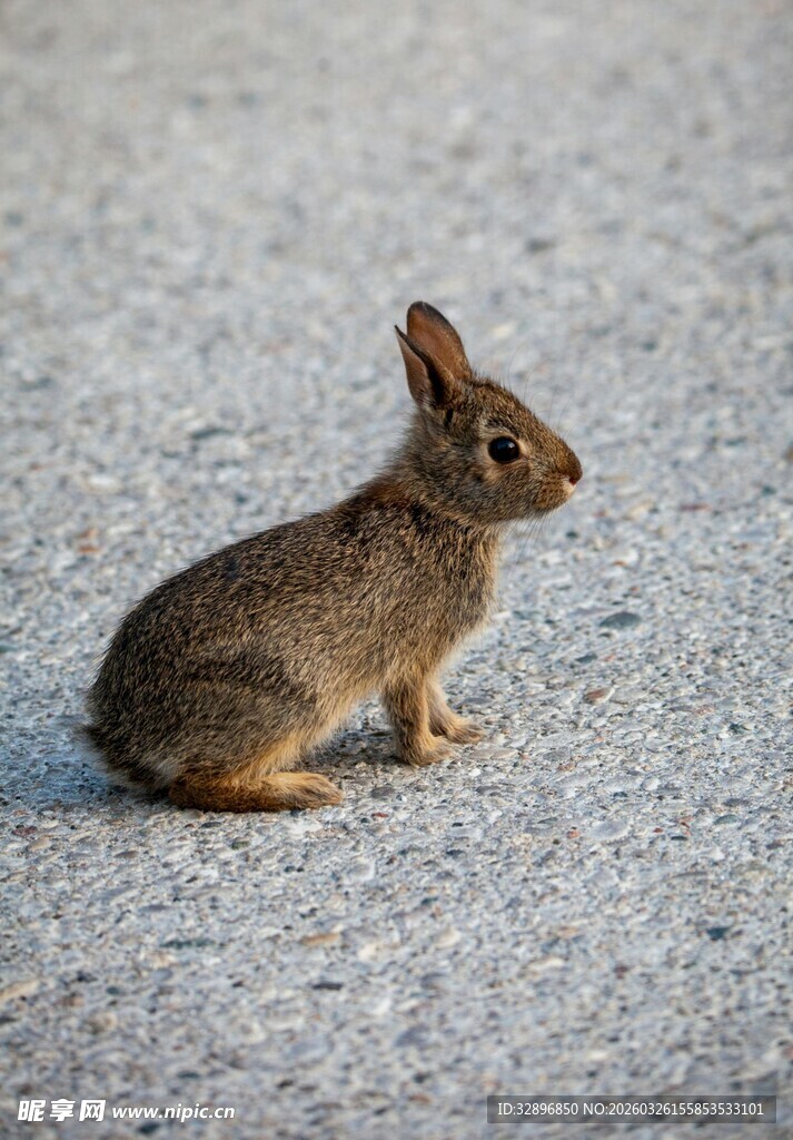 蹲坐的灰褐色小兔子