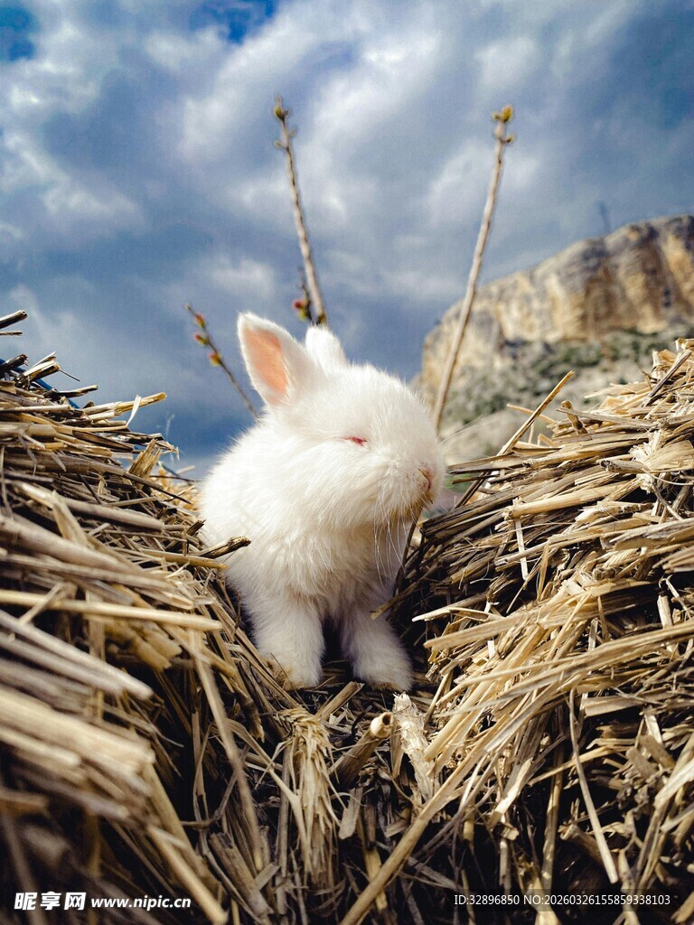 田野中可爱的白兔