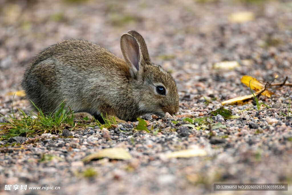 野外小灰兔专注觅食