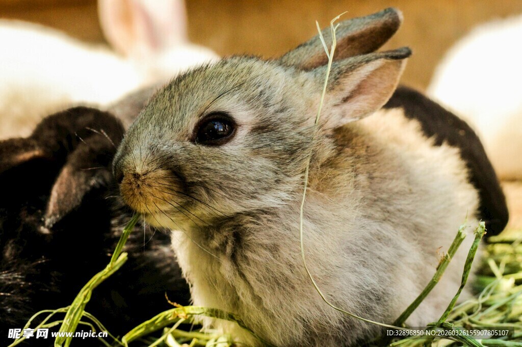 可爱小兔进食中