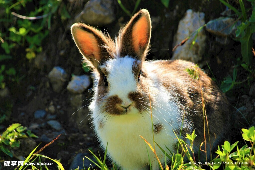 草丛中的可爱小兔