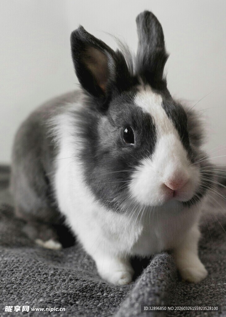 可爱灰白兔子趴坐