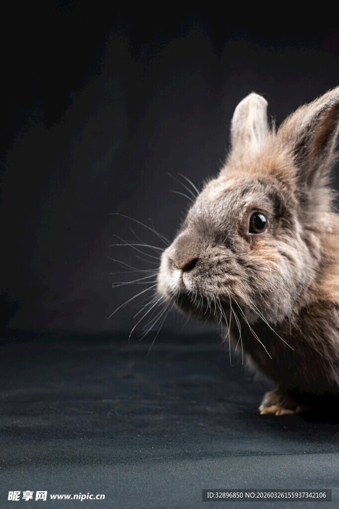 可爱灰毛兔子特写