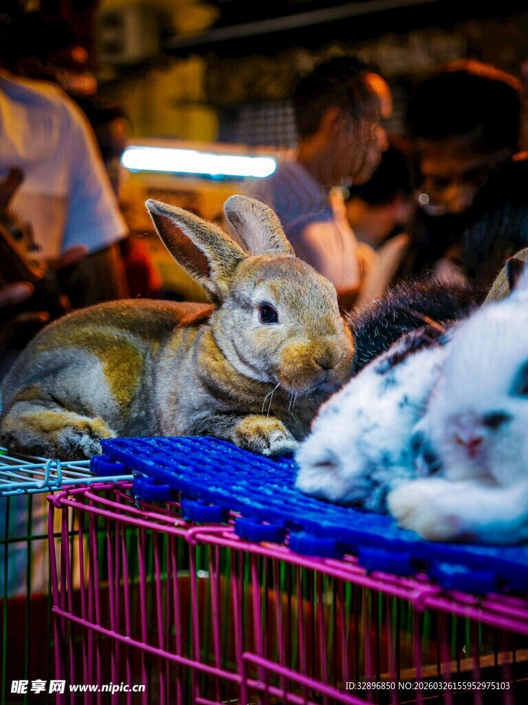 夜市中的可爱宠物兔
