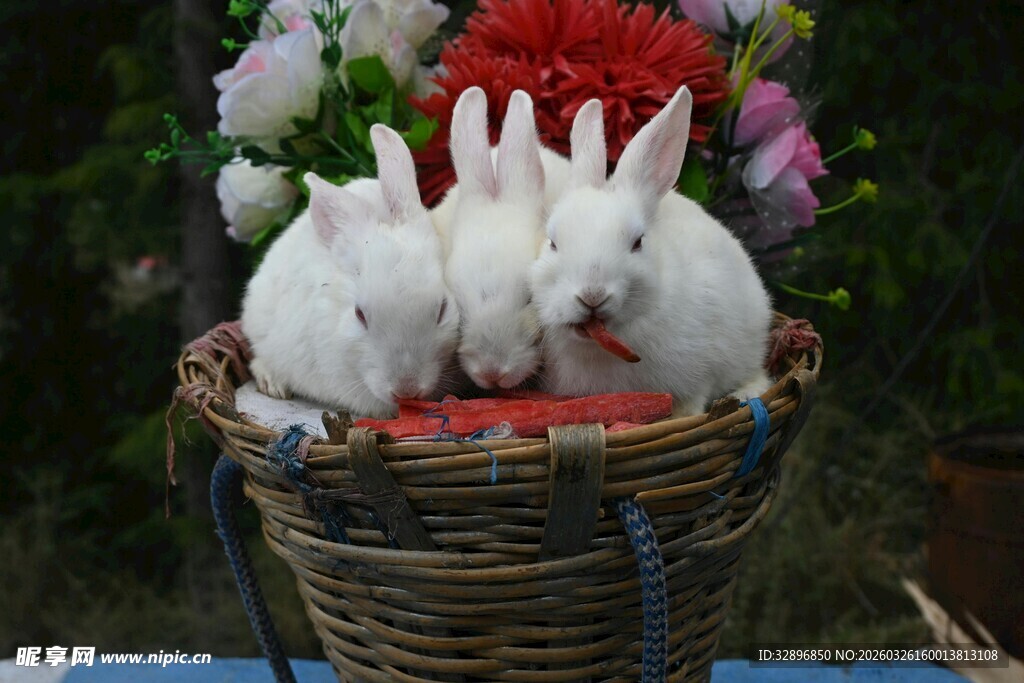 篮子里的可爱白兔